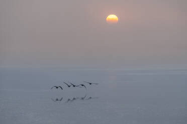 Germany, Hamburg, Geese flying over Elbe river at foggy sunrise - KEBF02792