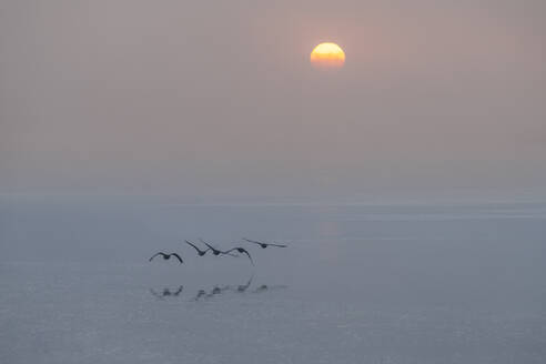 Germany, Hamburg, Geese flying over Elbe river at foggy sunrise - KEBF02792