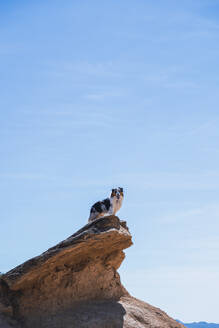 Hund am Rande einer Klippe unter blauem Himmel - RSGF00976