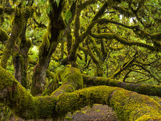 Portugal, Madeira, Ancient moss-covered laurel trees on Madeira Island - DSGF02474