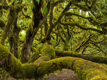 Portugal, Madeira, Uralte, moosbewachsene Lorbeerbäume auf der Insel Madeira - DSGF02474