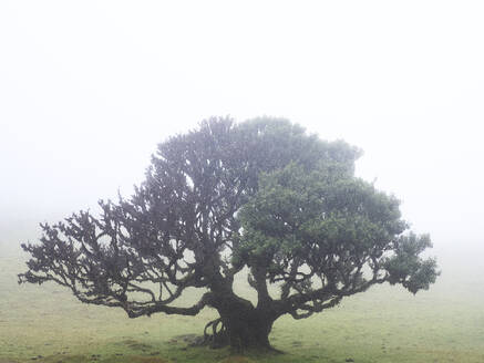 Portugal, Madeira, Alter Lorbeerbaum im Nebel - DSGF02478