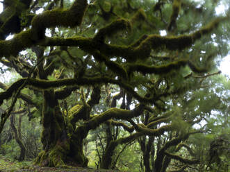 Portugal, Madeira, Uralte, moosbewachsene Lorbeerbäume auf der Insel Madeira - DSGF02479