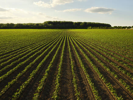 Serbia, Vojvodina Province, Vast soybean field in summer - NOF00796