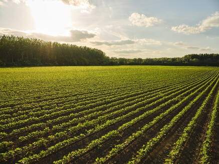 Serbia, Vojvodina Province, Vast soybean field at summer sunset - NOF00797