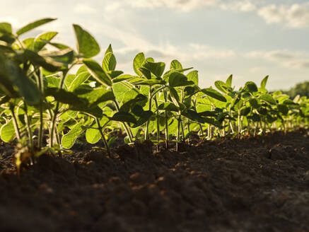 Serbia, Vojvodina Province, Close-up of soybean growing in field - NOF00798