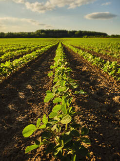 Serbia, Vojvodina Province, Rows of soybean growing in field - NOF00799