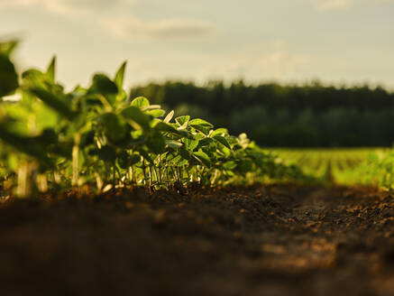 Serbia, Vojvodina Province, Surface view of soybean growing in field - NOF00801