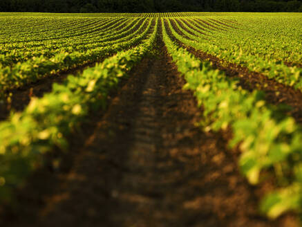 Serbia, Vojvodina Province, Rows of soybean growing in field - NOF00802