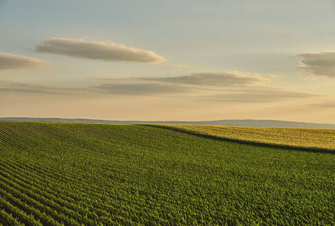 Serbia, Vojvodina Province, Clouds over vast corn field at summer dusk - NOF00804