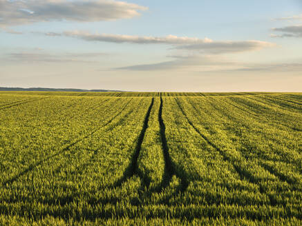 Serbia, Vojvodina Province, Green wheat field at summer dusk - NOF00805