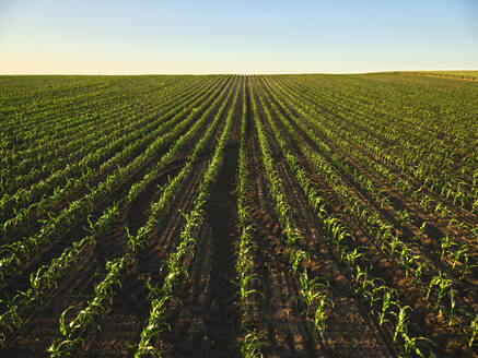 Serbia, Vojvodina Province, Vast corn field in summer - NOF00806