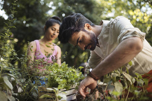 People working in community garden planting herbs at neighbourhood project - HAPF03654