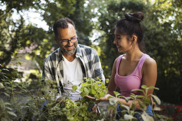 Menschen arbeiten im Gemeinschaftsgarten und pflanzen Kräuter im Nachbarschaftsprojekt - HAPF03656