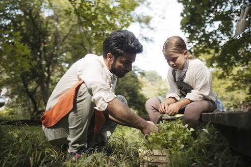 Young man and girl preparing herbs for planting at community garden - HAPF03678