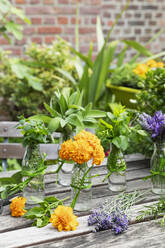 Kräuter und essbare Blumen im Balkongarten angebaut - GWF07952