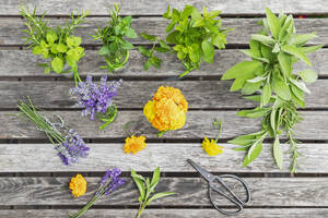 Kräuter und essbare Blumen auf einem Holztisch - GWF07954