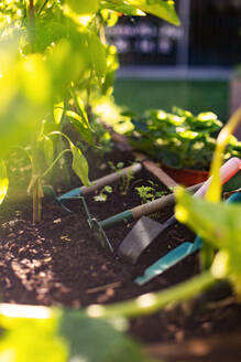 Close up of garden tools on soil in a raised flower bed. Concept of gardening as hobby. - HPIF32569