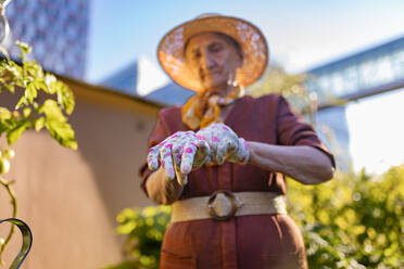 Porträt einer älteren Frau, die sich im städtischen Garten Gartenhandschuhe anzieht. Ältere Frau, die sich um Gemüsepflanzen im Gemeinschaftsgarten in ihrer Wohnanlage kümmert. - HPIF32573