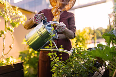 Ältere Frau, die sich um Tomatenpflanzen im städtischen Garten kümmert. Ältere Frau, die Tomaten in Hochbeeten im Gemeinschaftsgarten in ihrem Wohnkomplex gießt. - HPIF32574