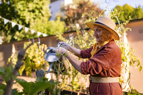 Porträt einer älteren Frau, die sich um Tomatenpflanzen im städtischen Garten kümmert. Ältere Frau gießt Tomaten in Hochbeeten im Gemeinschaftsgarten in ihrem Wohnkomplex. - HPIF32575