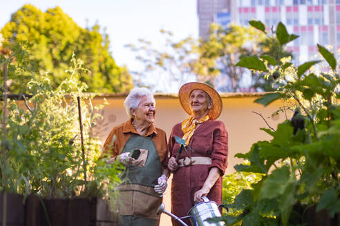 Porträt von älteren Freunden, die sich um Gemüsepflanzen in einem städtischen Garten kümmern. Rentner, die gemeinsam im Gemeinschaftsgarten ihrer Wohnanlage gärtnern. Bewohner eines Pflegeheims, die im Freien gärtnern. Ältere Schwestern haben das gleiche Hobby. - HPIF32576