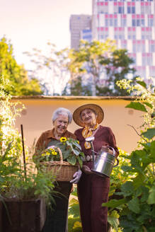 Porträt von älteren Freunden, die sich um Gemüsepflanzen in einem städtischen Garten kümmern. Rentner, die gemeinsam im Gemeinschaftsgarten ihrer Wohnanlage gärtnern. Bewohner eines Pflegeheims, die im Freien gärtnern. Ältere Schwestern haben das gleiche Hobby. - HPIF32577