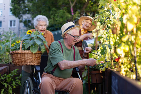 Porträt eines älteren Ehepaars, das sich um Gemüsepflanzen in einem städtischen Garten kümmert. Rentner, die gemeinsam im Gemeinschaftsgarten ihrer Wohnanlage gärtnern. Bewohner eines Pflegeheims bei der Gartenarbeit im Freien. - HPIF32578