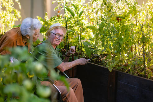 Porträt eines älteren Ehepaars, das sich um Gemüsepflanzen in einem städtischen Garten kümmert. Rentner, die gemeinsam im Gemeinschaftsgarten ihrer Wohnanlage gärtnern. Bewohner eines Pflegeheims bei der Gartenarbeit im Freien. - HPIF32580