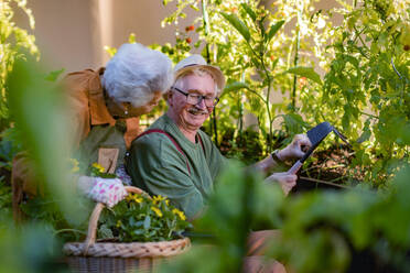 Porträt eines älteren Ehepaars, das sich um Gemüsepflanzen in einem städtischen Garten kümmert. Rentner, die gemeinsam im Gemeinschaftsgarten ihrer Wohnanlage gärtnern. Bewohner eines Pflegeheims bei der Gartenarbeit im Freien. - HPIF32581