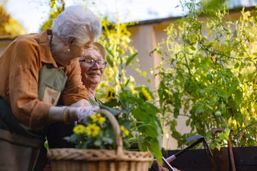 Porträt eines älteren Ehepaars, das sich um Gemüsepflanzen in einem städtischen Garten kümmert. Rentner, die gemeinsam im Gemeinschaftsgarten ihrer Wohnanlage gärtnern. Bewohner eines Pflegeheims bei der Gartenarbeit im Freien. - HPIF32582