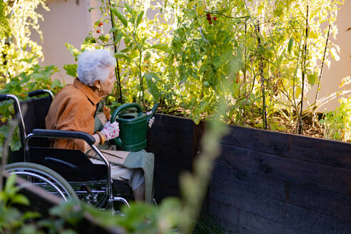 Nahaufnahme einer älteren Frau im Rollstuhl, die sich um eine Tomatenpflanze im städtischen Garten kümmert. Ältere Frau bewässert Pflanzen in Hochbeeten im Gemeinschaftsgarten in ihrem Wohnkomplex. - HPIF32585