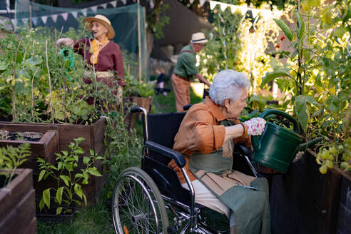 Nahaufnahme einer älteren Frau im Rollstuhl, die sich um eine Tomatenpflanze im städtischen Garten kümmert. Ältere Frau bewässert Pflanzen in Hochbeeten im Gemeinschaftsgarten in ihrer Wohnanlage. Pflegeheimbewohner bei der Gartenarbeit im Freien. - HPIF32586