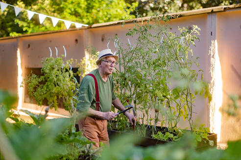 Porträt eines pfeifenden älteren Mannes bei der Pflege von Gemüsepflanzen im städtischen Garten. Städtische Gartenarbeit im Gemeinschaftsgarten macht den Rentner glücklich und heilt seine Depression. - HPIF32590