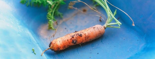 A close up of carrot freshly harvested with soil still on the roots. - HPIF32619