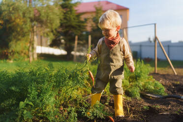 LIttle boy harvesting vegetable in the garden. - HPIF32621