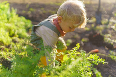 Little boy working in a garden during autumn day. - HPIF32623