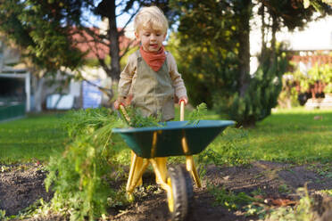 Little boy with a wheelbarrow working in garden during autumn day. - HPIF32625