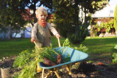 Little boy with a wheelbarrow full of carrots working in garden during autumn day. - HPIF32626