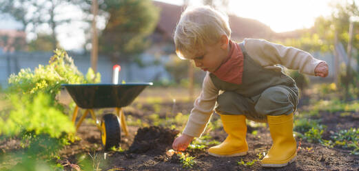 Little boy working in a garden during autumn day. - HPIF32629