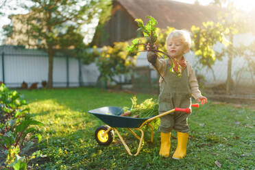 Little boy with a wheelbarrow posing in garden during autumn day. - HPIF32634