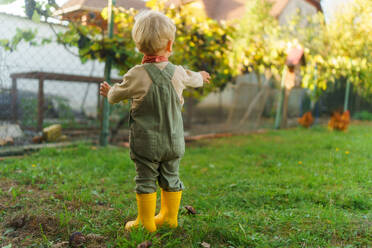 Little boy standying and looking at hens in their garden. - HPIF32635