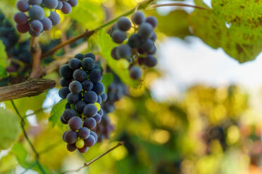 Reihen von Weinbergen mit blauen Trauben an einem Herbsttag. - HPIF32636