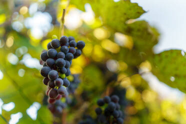 Reihen von Weinbergen mit blauen Trauben an einem Herbsttag. - HPIF32637