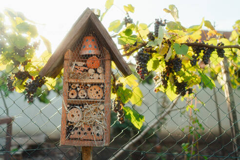 Insect hotel hanging in the garden, concept of ecology gardening and sustainable lifestyle. - HPIF32638