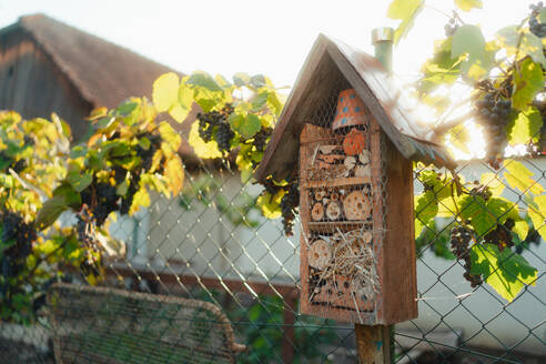 Insect hotel hanging in the garden, concept of ecology gardening and sustainable lifestyle. - HPIF32639