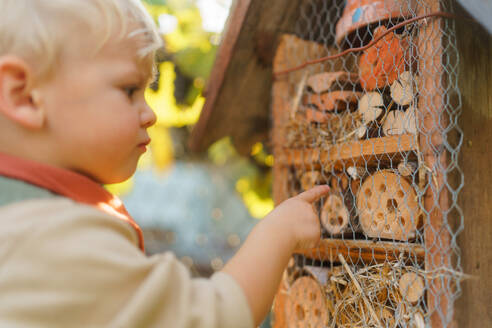 Little boy looking at insect house. Concept of home education, ecology gardening and sustainable lifestyle. - HPIF32642