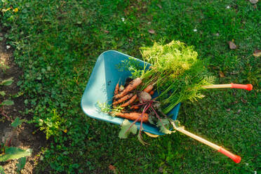 Top view of kids wheelbarrow with harvest, carrots and beetroots in a garden. - HPIF32643