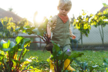 Little boy harvesting a beetroots in garden, during autumn day. Concept of ecology gardening and sustainable lifestyle. - HPIF32644