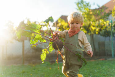 Little boy harvesting a beetroots in garden, during autumn day. Concept of ecology gardening and sustainable lifestyle. - HPIF32645